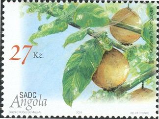 Psidium Guayava