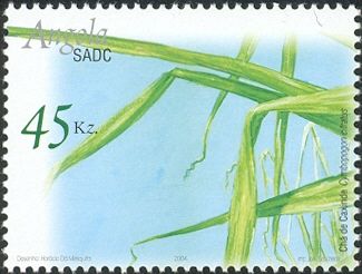Cymbopogon citratus