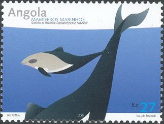 Heaviside's Dolphin (Cephalorhynchus heavisidii)