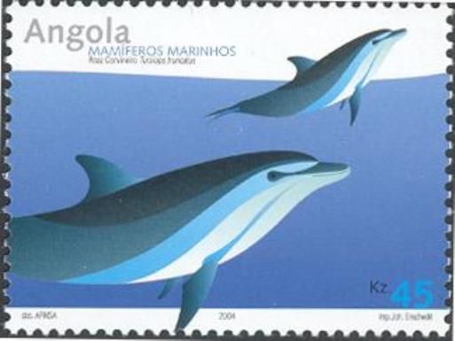 Common Bottlenose Dolphin (Tursiops truncatus)