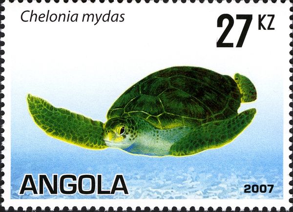 Green Sea Turtle (Chelonia mydas)