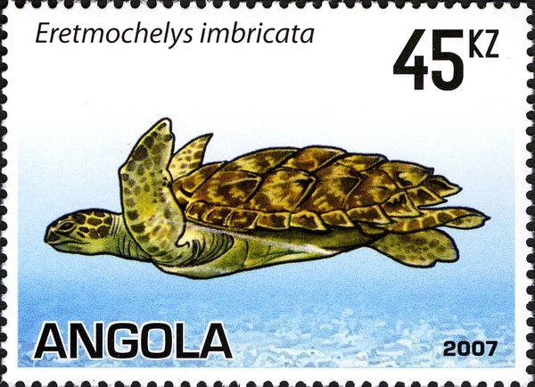 Hawksbill Turtle (Eretmochelys imbricata)