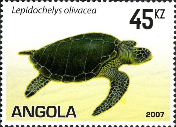 Olive Ridley Sea Turtle (Lepidochelys olivacea)