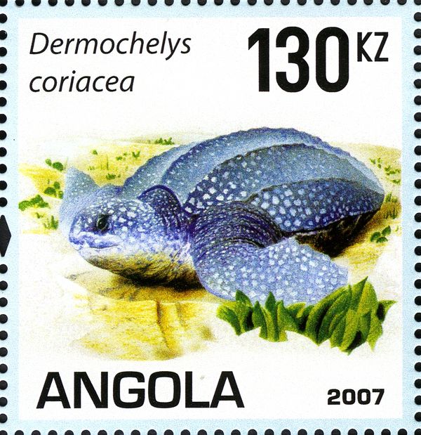 Leatherback Sea Turtle (Dermochelys coriacea)