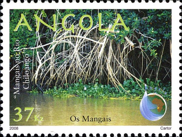 Mangroves at the banks of Rio Chiloango