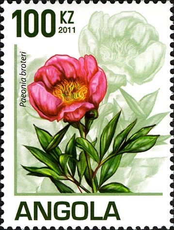 Paeonia broteri