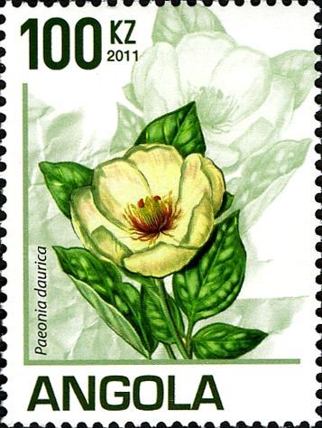Paeonia daurica