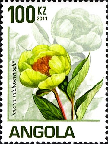 Paeonia mlokosewitschii