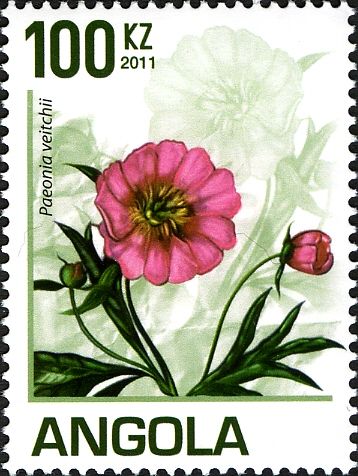 Paeonia veitchii