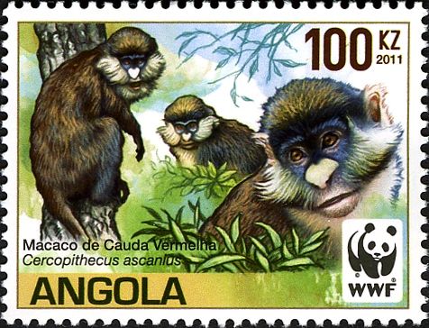 Red-tailed Monkey (Cercopithecus ascanius)