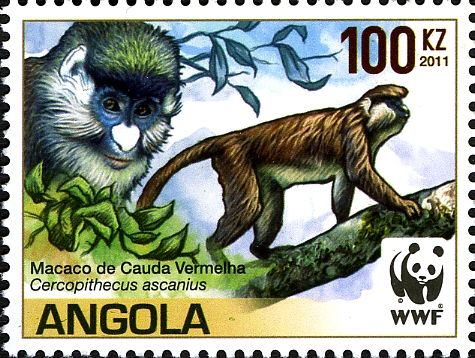 Red-tailed Monkey (Cercopithecus ascanius)