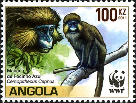 Moustached Guenon (Cercopithecus cephus)