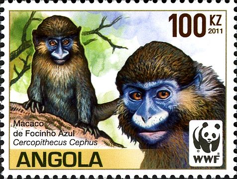 Moustached Guenon (Cercopithecus cephus)