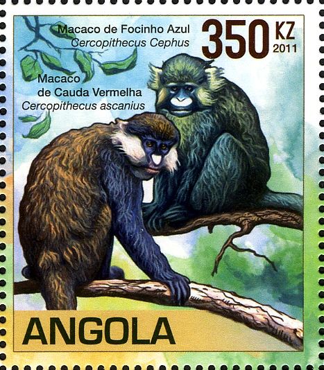 Red-tailed Monkey (Cercopithecus ascanius)