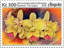 Brassolaeliocattleya momilani Rainbow "The Gypsy"