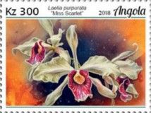 Laelia purpurata "Miss Scarlet"