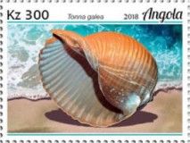 Giant Tun (Tonna galea)