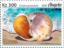 Senegal moon snail (Euspira grossularia)