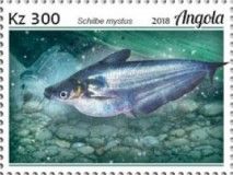 African Butter Catfish (Schilbe mystus)