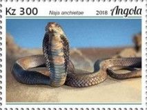 Anchieta's Cobra (Naja anchietae)