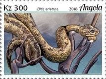 Bitis arietans