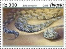 Bitis caudalis