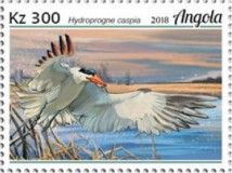 Caspian Tern (Hydroprogne caspia)