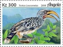 Southern Yellow-billed Hornbill (Tockus leucomelas)