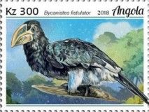Piping Hornbill (Bycanistes fistulator)