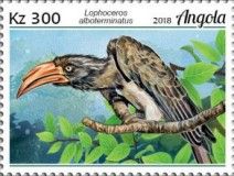Crowned Hornbill (Lophoceros alboterminatus)