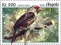 Black-backed Barbet (Lybius minor)
