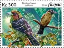 Crested Barbet (Trachyphonus vaillantii)