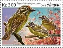 Yellow-fronted Tinkerbird (Pogoniulus chrysoconus)