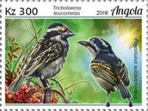 Pied Barbet (Tricholaema leucomelas)
