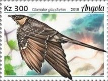 Great Spotted Cuckoo (Clamator glandarius)
