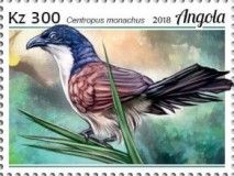 Blue-headed Coucal (Centropus monachus)