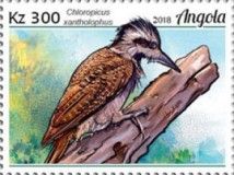 Golden-crowned Woodpecker (Chloropicus xantholophus)