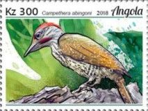 Golden-tailed Woodpecker (Campethera abingoni)