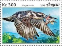 Pied Kingfisher (Ceryle rudis)