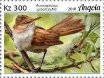 Lesser Swamp Warbler (Acrocephalus gracilirostris)