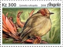 Red-capped Crombec (Sylvietta ruficapilla)