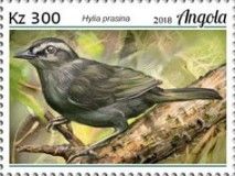 Green Hylia (Hylia prasina)