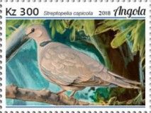 Ring-necked Dove (Streptopelia capicola)