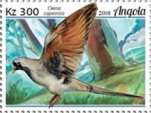 Namaqua Dove (Oena capensis)