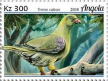 African Green-Pigeon (Treron calvus)