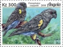 Rüppell's Parrot (Poicephalus rueppellii)