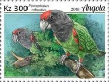 Brown-necked Parrot (Poicephalus robustus)