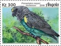 Meyer's Parrot (Poicephalus meyeri reichenowi)