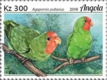 Red-faced Lovebird (Agapornis pullarius)