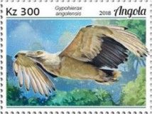 Palm-nut Vulture (Gypohierax angolensis)